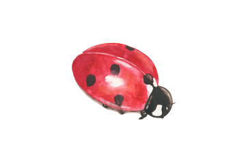 Seven-spotted ladybug isolated. Hand drawn watercolor illustration of red purple golden knop, ladybird
