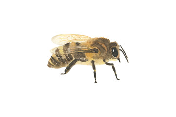 Beautiful watercolor resting bee icon isolated on white background. Honey bee. Insect. Hand drawn realistic