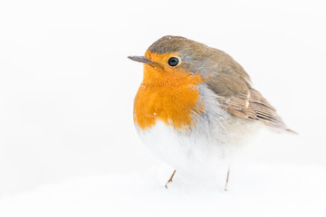 A european robin (Erithacus rubecula)
