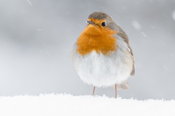 A european robin (Erithacus rubecula)