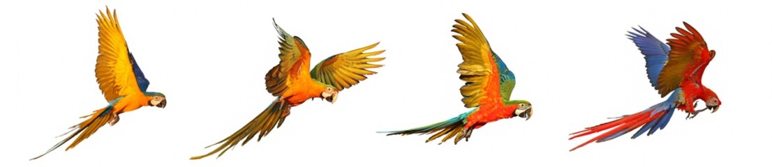 Obraz premium Set of macaw parrot isolated on white background