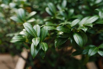 Glossy green leaf background with selective focus