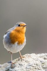 A european robin (Erithacus rubecula)