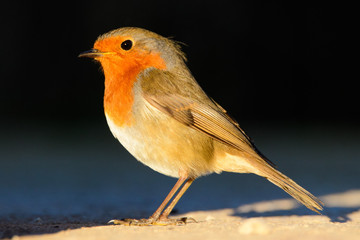 A european robin (Erithacus rubecula)