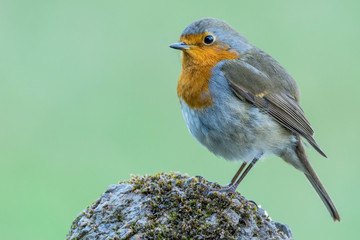 A european robin (Erithacus rubecula)