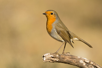 A european robin (Erithacus rubecula)