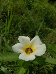 image of Beautiful white flowers in the morning natural background.