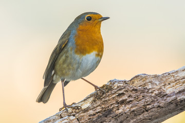 A european robin (Erithacus rubecula)