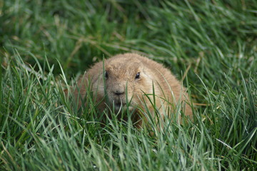 chien de prairie