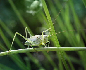 Green grasshopper in the grass