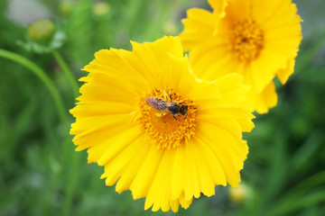Small bee on yellow flower