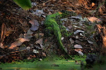 Lizard conceals in nature near a water