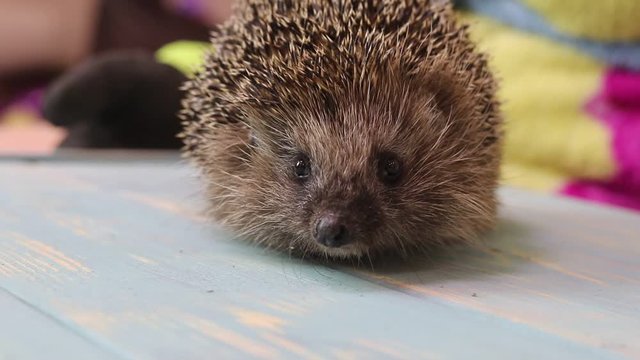 Hedgehog on a wooden background in retro style. Dark lighting. Hand in a glove of dark color. Hard shadows. Shallow depth of field.