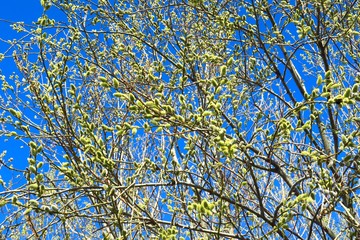 Weidenkätzchen