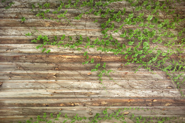 Old grungy  wood with ivy leaves