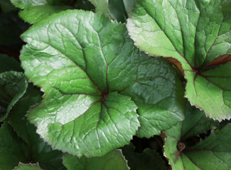 Green wild leaves in forest. Texture