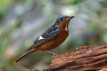 Closeup male of Blue Rockthrush bird