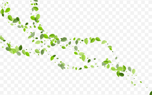 Lime Leaves Vector Concept. Swamp Foliage Forest 