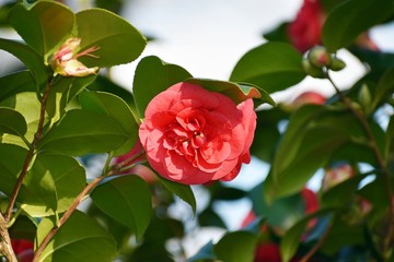 Flower of Camellia japonica, in the garden.