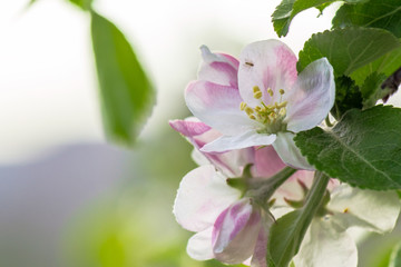 Obraz premium apple brunch in white blossom