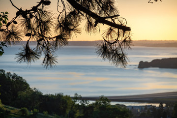 Naklejka premium Beautiful view on the sea through the spruce branches at the sunrise. Pine tree branches with needles with an ocean sea scape in the background.