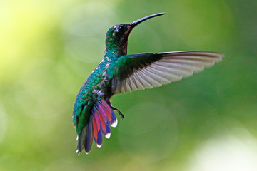 Green-breasted Mango Male © Jenny Grewal