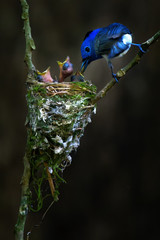 Birds feed their children in the nest in nature.
