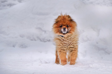 Pomeranian dog Standing in the snow