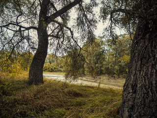 Fototapeta premium wildlife in the Siberian wilderness
