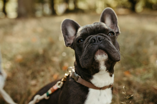 Französische junge Bulldogge, Hund mit herbstlichem Hintergrund