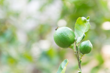 lime whit blur background