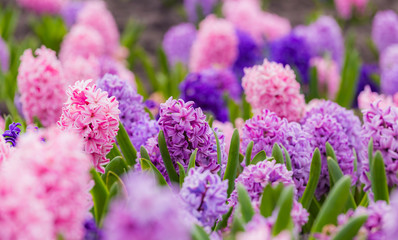 Obraz premium Large flower bed with multi-colored hyacinths, traditional easter flowers, flower background, easter spring background. Close up macro photo, selective focus. Ideal for greeting festive postcard.