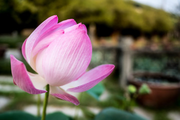 Blooming Lotus flower or water lily in public gardens.