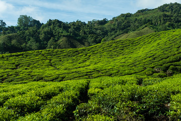 Fototapeta na wymiar Beautiful tea plantation Cameron Highland - Pahang Malaysia.