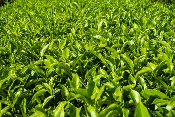 Fototapeta premium Beautiful tea plantation Cameron Highland - Pahang Malaysia.