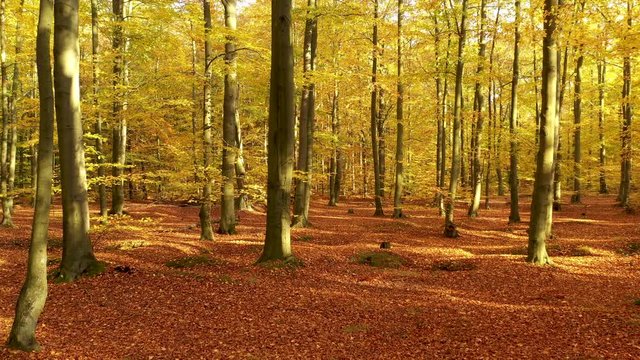 Yellow autumn forest footage