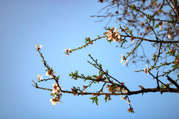Close up on tree branch with white flowers on a blue sky background