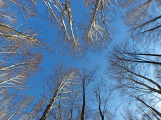 The bare branches of the trees in the sky. Fisheye. Spring. Ural, Russia.