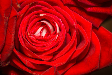 Big red rose macro