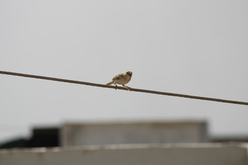 sparrow on branch