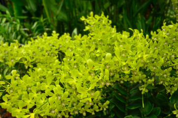 Beautiful green orchid flower in the garden