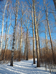 Spring Park, melting snow and ice. Trees, birches. Russian spring nature. Russia, Ural, Perm Region