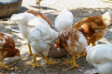 Group Rhode Island Red is eatting food in farm garden at thailand