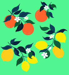 Oranges and lemons with leaves and flowers