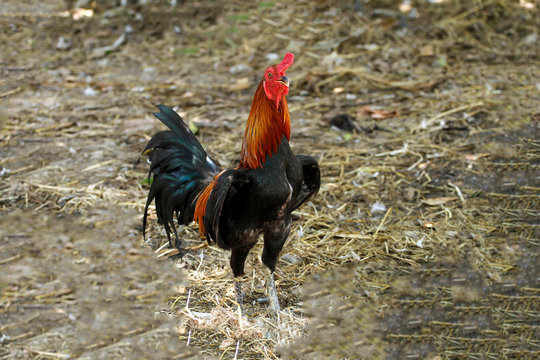 The Thai fighting cock in garden nature farm at thailand