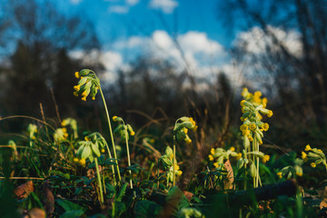 Domaine des r&eacute;aux, friches