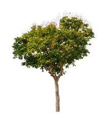 Plant tree isolated on white background for design cutout.