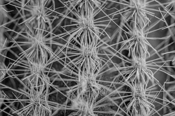 Graphic black and white background of close up of spines on a cactus