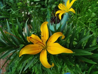 One lily flower, bright yellow orange, close-up. Grows in a green meadow.
