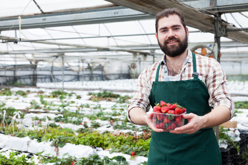 Farmer picks ripe strawberries in a greenhouse
